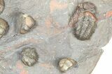 Cluster Of Colorful Austerops Trilobites - Jorf Morocco #362873-2